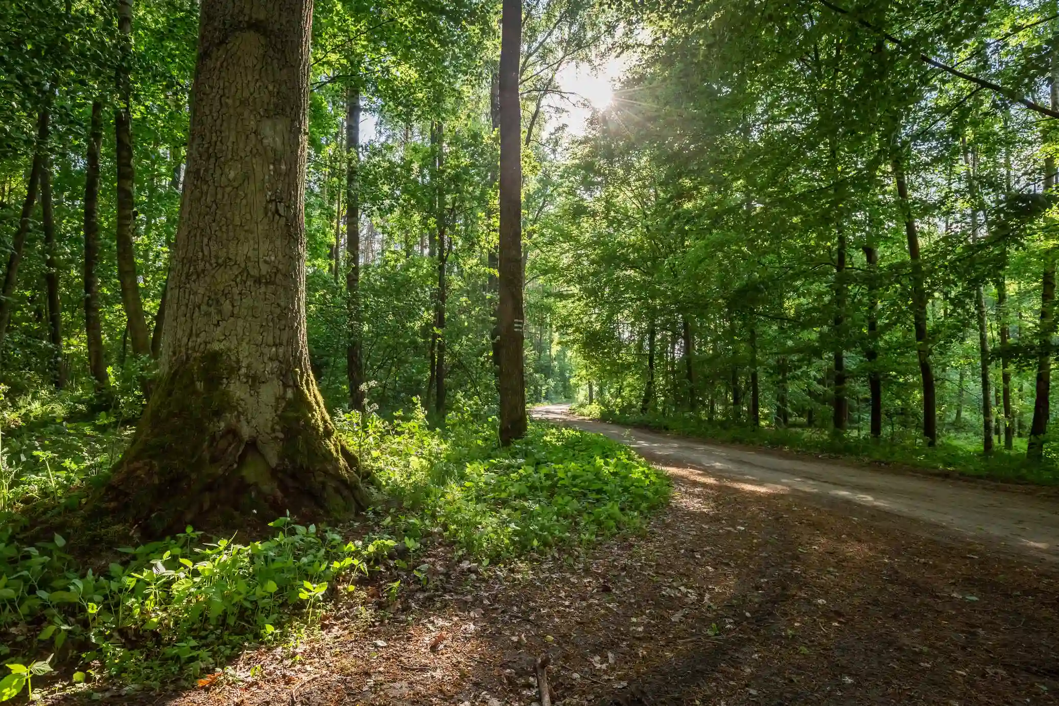 Sonniger Waldweg mit grünen Bäumen