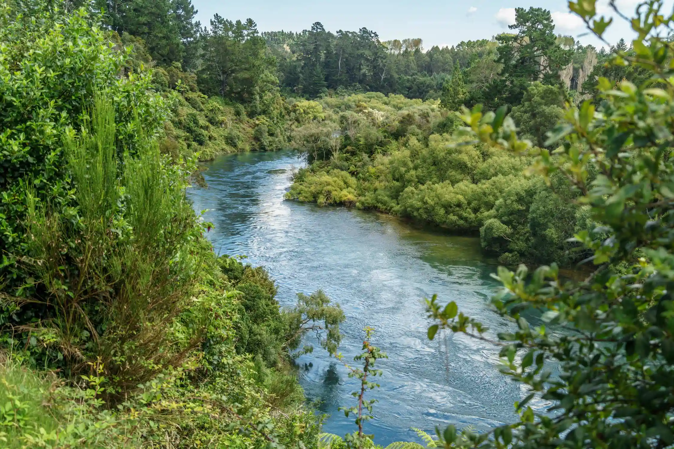 Fluss durch einen grünen Wald