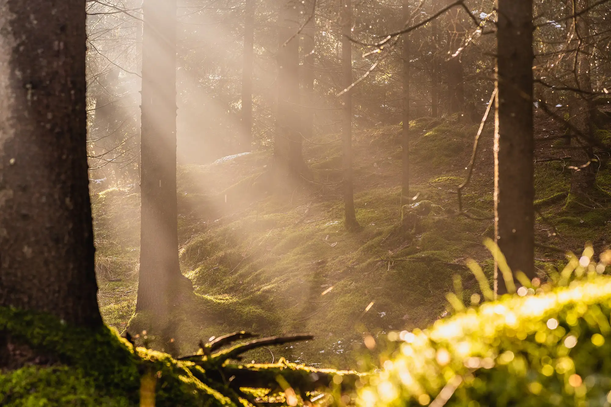 Sonnenstrahlen zwischen Waldbäumen
