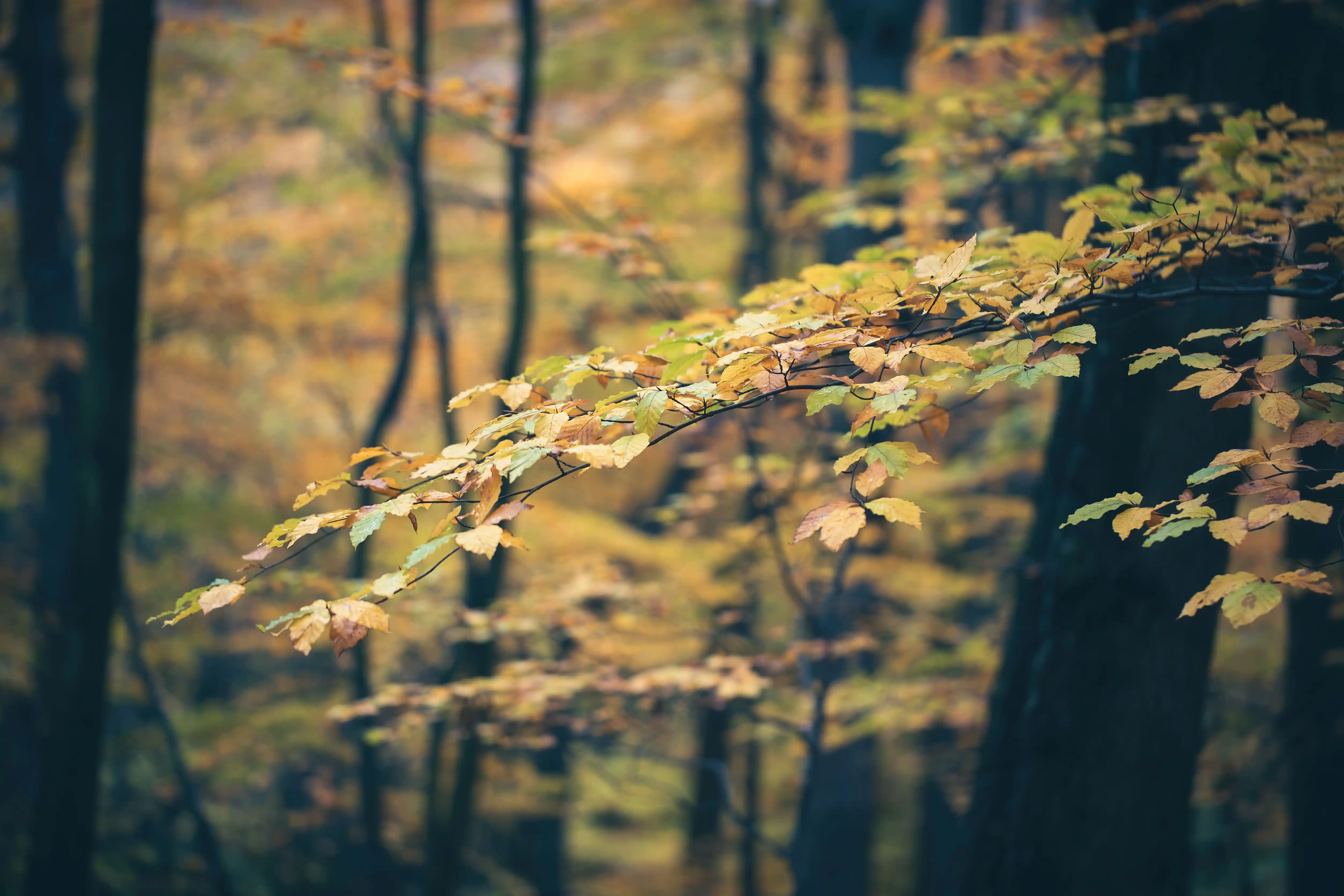 Herbstliche Blätter im Wald